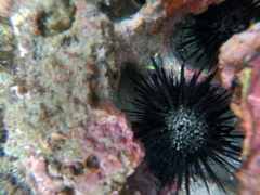 Echinometra vanbrunti