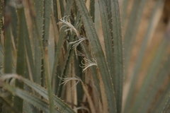 Dasylirion parryanum