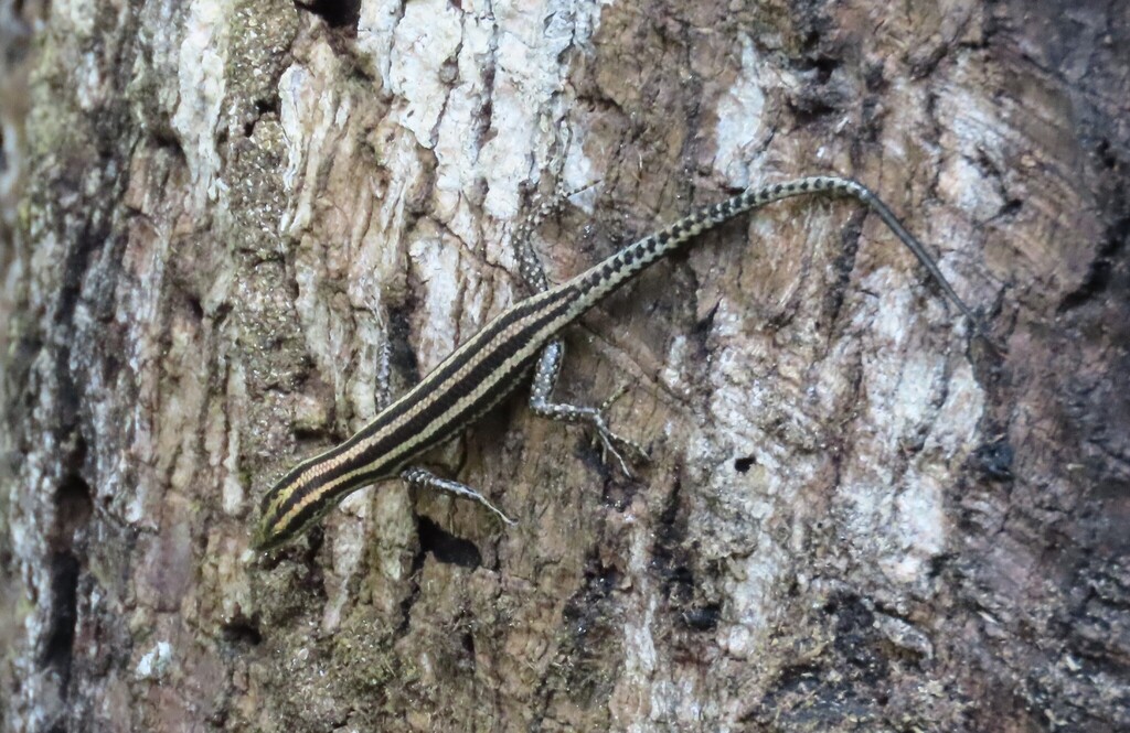Kei Island Snake Eyed Skink (Cryptoblepharus keiensis)