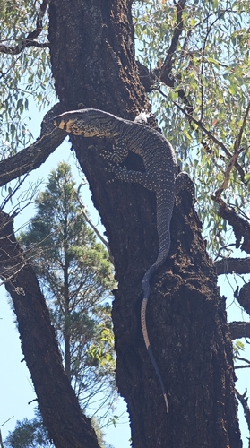 Lace Monitor