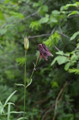 Aquilegia atrovinosa