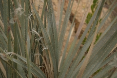 Dasylirion parryanum