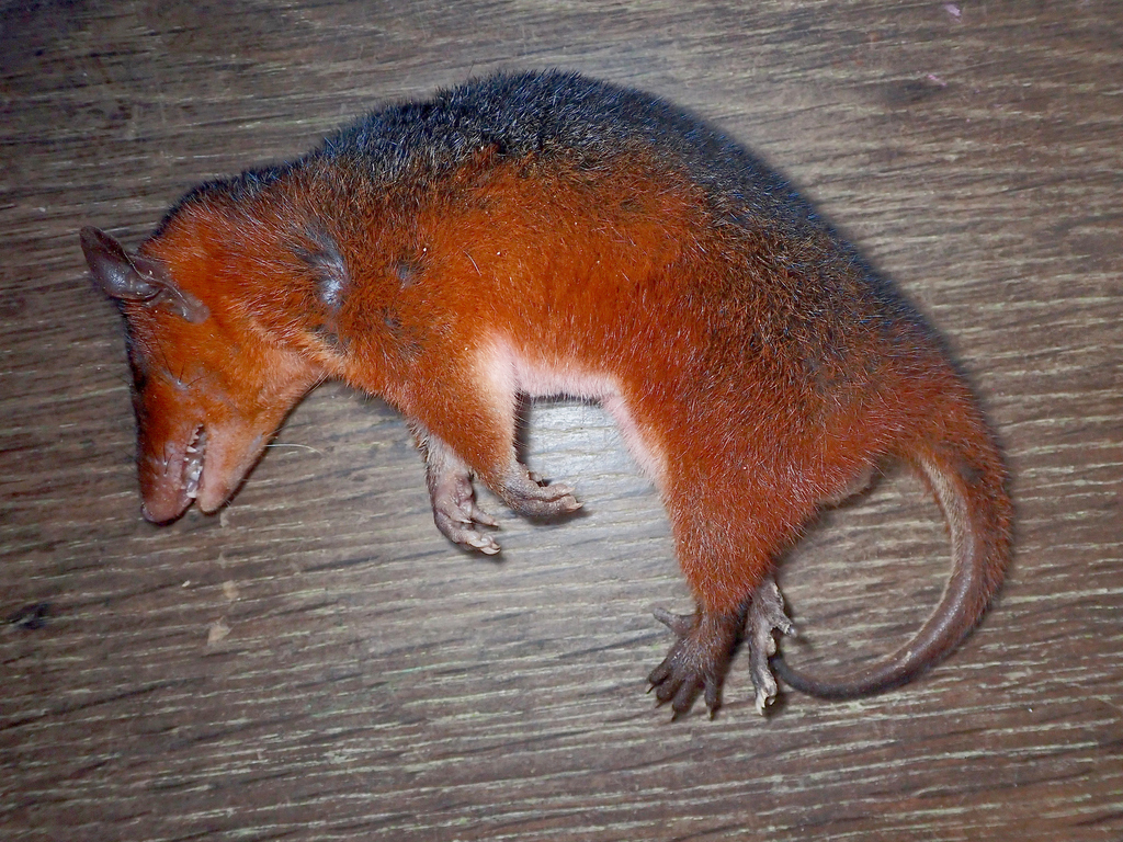 Touan Short-Tailed Opossum