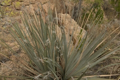 Dasylirion parryanum