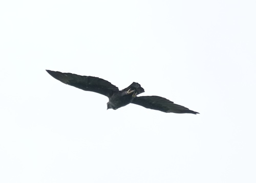 Changeable Hawk-Eagle (Nisaetus cirrhatus), photo 10