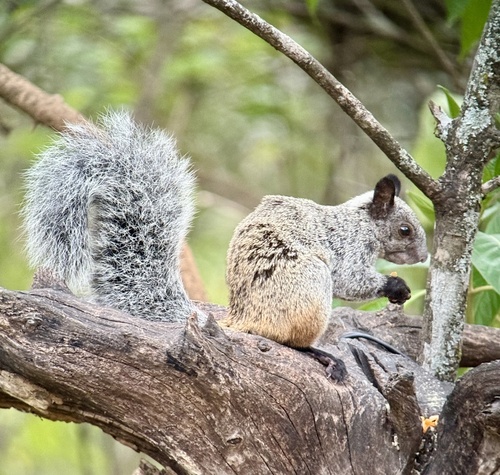 White-naped Squirrel, Macara, Loja, EC, photo 10 of 10