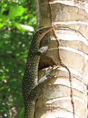 Kei Islands Monitor photo 2