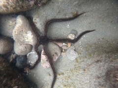 Ophiocoma aethiops