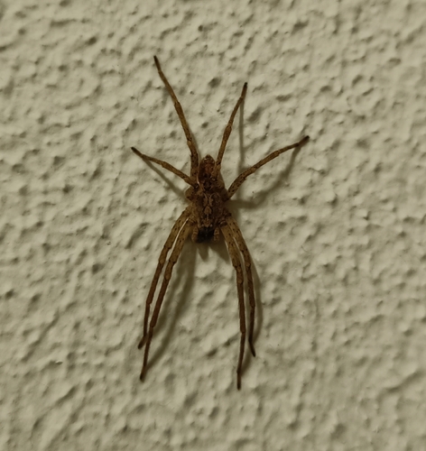 Mediterranean Spiny False Wolf Spider, Arnhem, Nederland, photo 7 of 10
