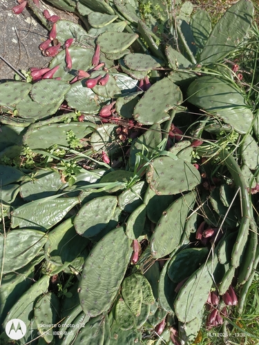 low pricklypear