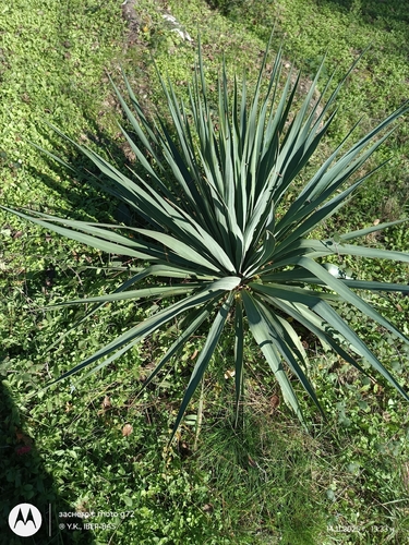 moundlily yucca