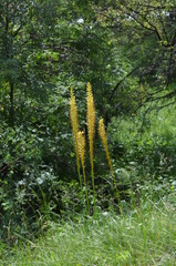 Eremurus fuscus
