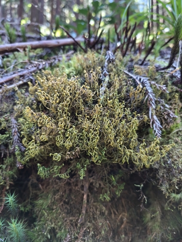 Mastigophora diclados observed 2025-11-14