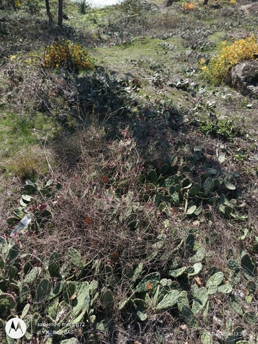 low pricklypear