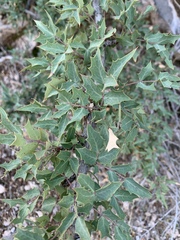 Berberis fremontii