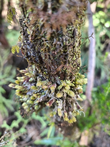 Pleurozia gigantea observed 2025-11-14