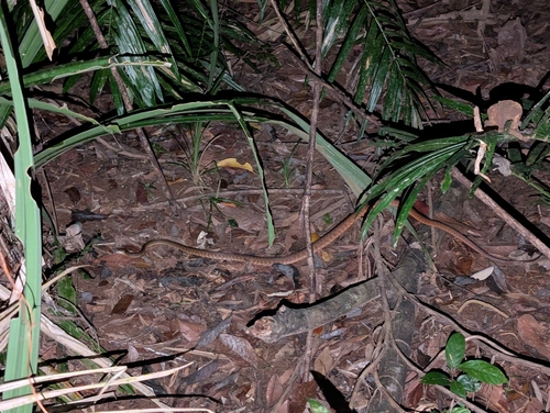 Brown Tree Snake sighting