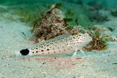 Blacktail Grubfish photo 1