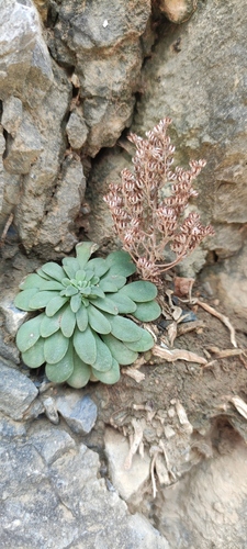 Rosularia serrata, photograph 5