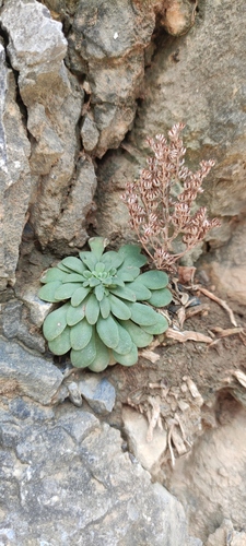 Rosularia serrata, photograph 6