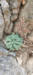 Rosularia serrata, photograph (c) fmunoz, some rights reserved (CC BY)