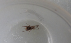 Scotophaeus pretiosus