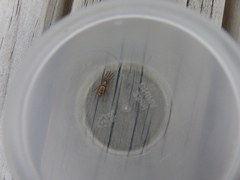 Scotophaeus pretiosus