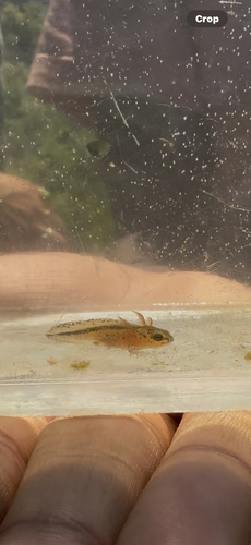 iNaturalist observation photo of California Newt