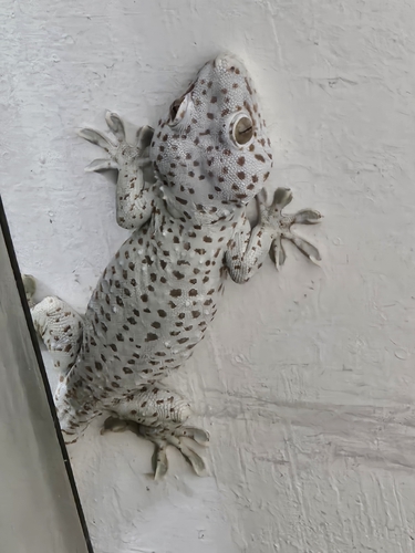 Tokay Gecko