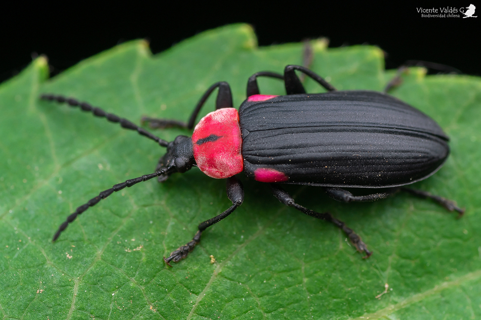 Eucaliga sanguinicollis