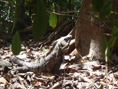Ctenosaura similis