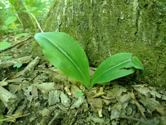 Galearis spectabilis
