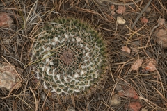 Mammillaria gigantea