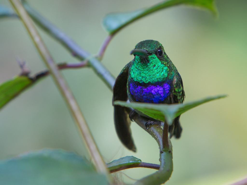 Violet-chested Hummingbird photo
