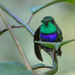 Violet-chested Hummingbird - Photo (c) Oswaldo Hernández, some rights reserved (CC BY-NC), uploaded by Oswaldo Hernández