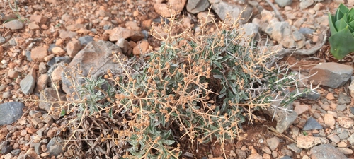 Verbascum spinosum, photograph 4