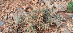 Verbascum spinosum, photograph (c) fmunoz, some rights reserved (CC BY)