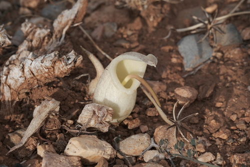 Biarum davisii, photograph 1