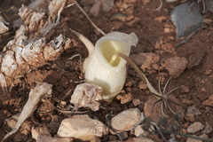 Biarum davisii