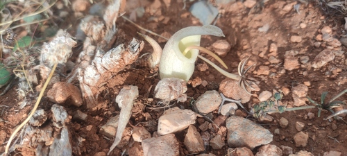Biarum davisii, photograph 5