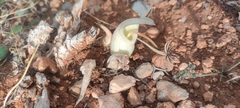 Biarum davisii, photograph (c) fmunoz, some rights reserved (CC BY)