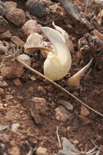 Biarum davisii, photograph 6