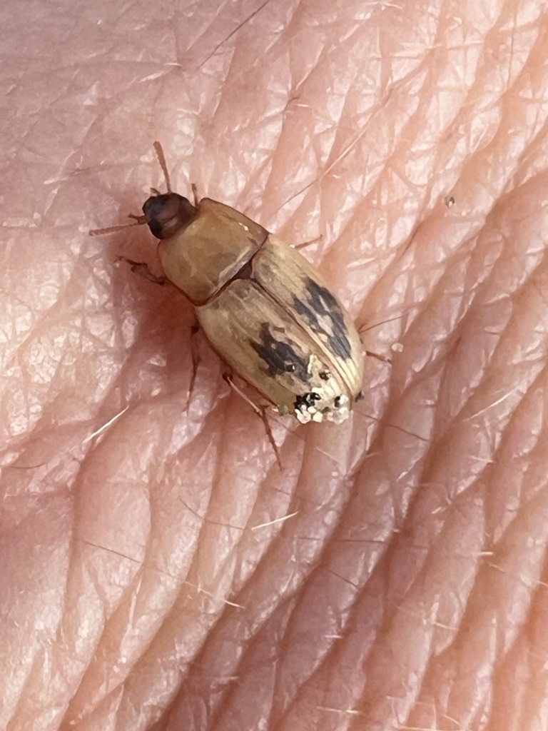 Phaleria bimaculata