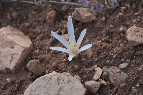 Colchicum pusillum
