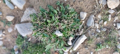 Cichorium spinosum, photograph (c) fmunoz, some rights reserved (CC BY)