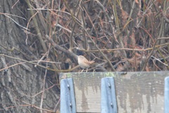 Troglodytes troglodytes