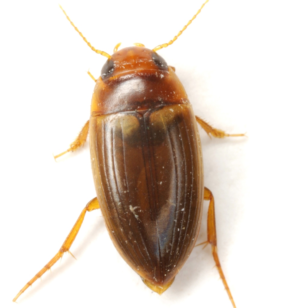 Copelatinae