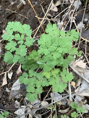 Aquilegia chrysantha