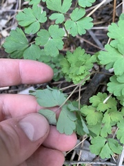 Aquilegia chrysantha