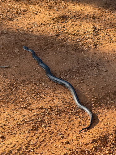 Southwestern Carpet Python sighting